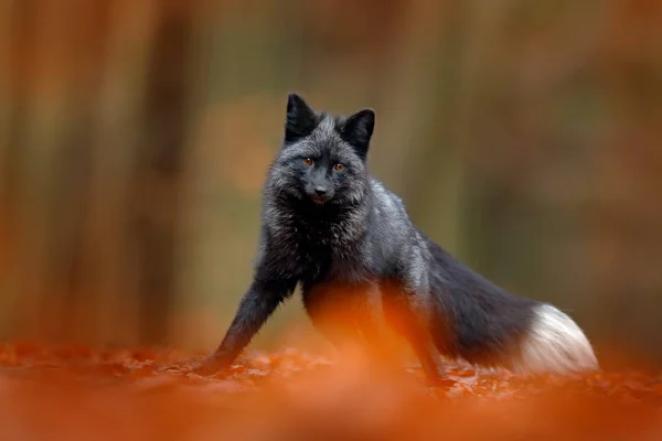 Schwarzer Silberfuchs — Stockfoto