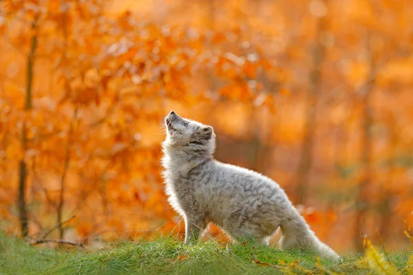 北极狐狸在桔子叶子 — 图库照片