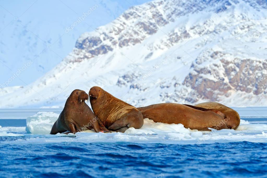 Young walrus family