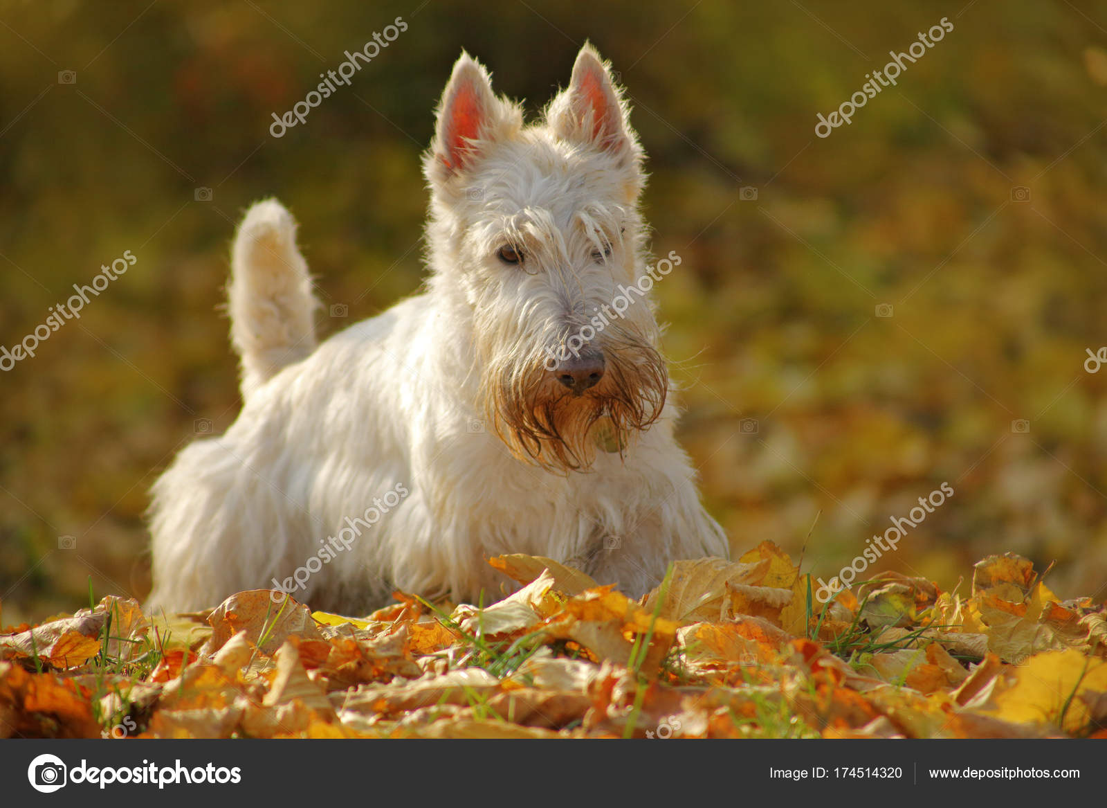 wheaten scottie dog