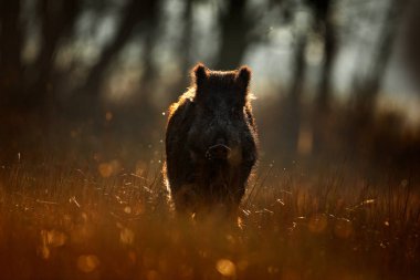 Yaban domuzu, ormandaki gündoğumu. Sonbahar ormanın içinde. Büyük çim çayırda kırmızı sonbahar orman arka planda çalışan Yabandomuzu, Sus scrofa. Doğadan yaban hayatı sahne. Koşma hayvan çayır çimen.