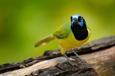 Green Jay sitting on branch clipart
