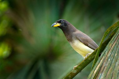 Brown Jay ağaç ortamlarında