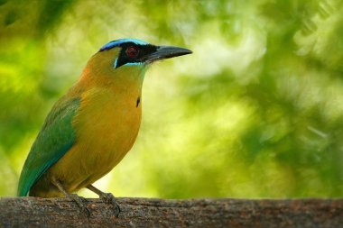 Blue-crowned Motmot in tropic forest. clipart