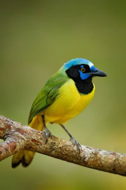Yeşil dal üzerinde oturan Jay