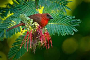 Red-throated Ant-Tanager clipart