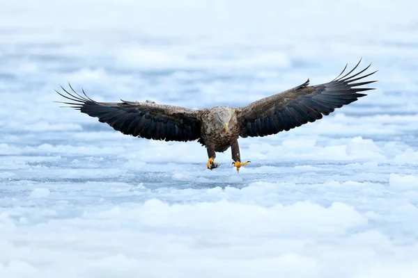 Aigle à queue blanche dans la neige — Photo