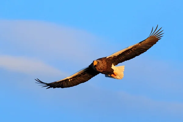 Flying rare eagle — Stock Photo, Image