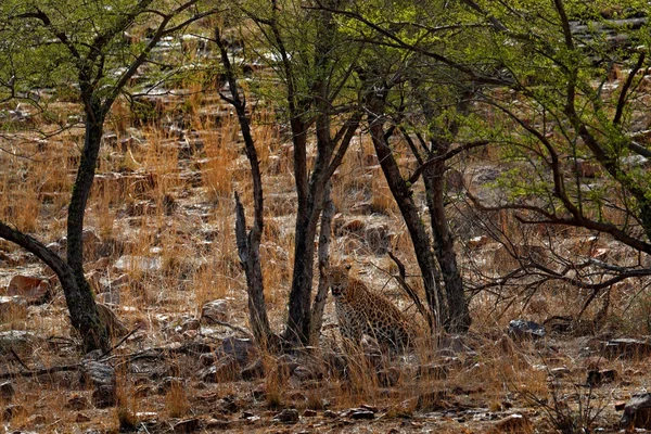 Indischer Bengalleopard — Stockfoto