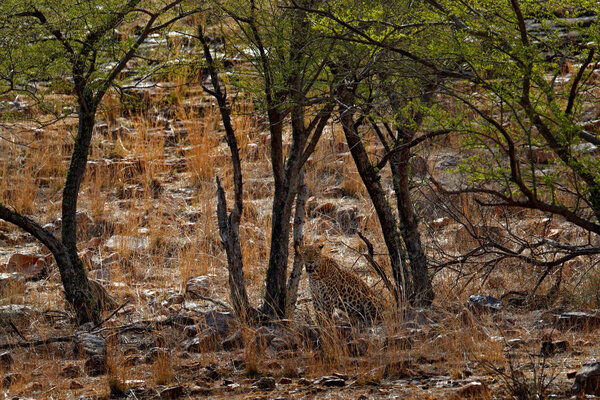 Indian Bengal leopard