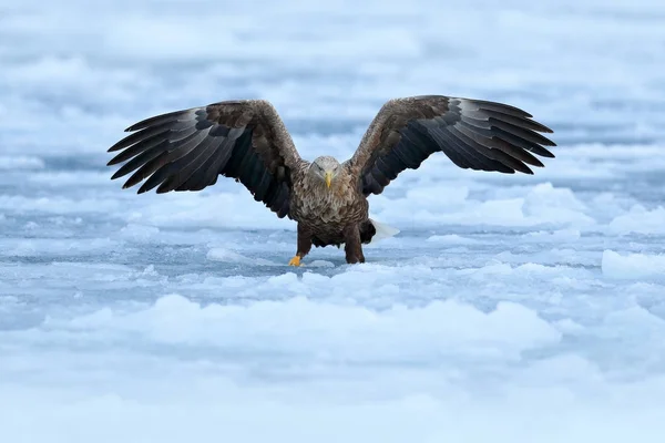 Seeadler im Schnee — Stockfoto