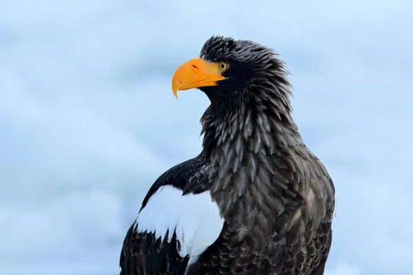 Stellers sea eagle på is — Stockfoto