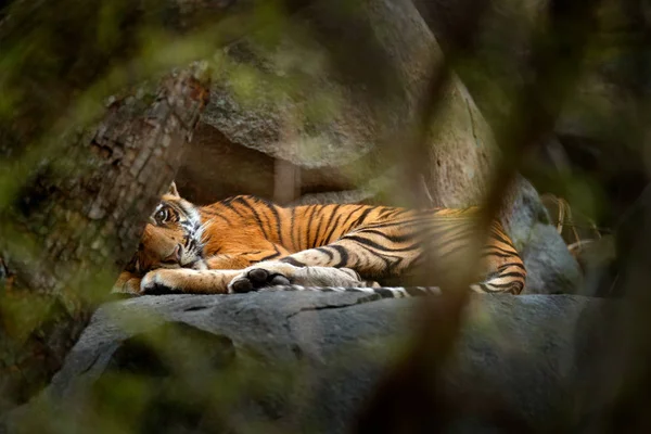 A zöld növényzet tigris — Stock Fotó