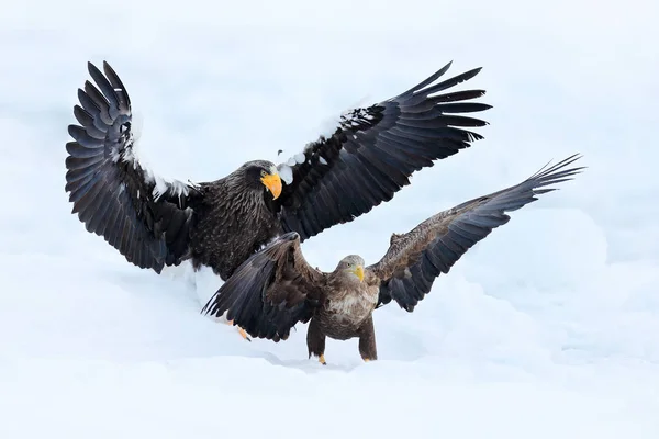 Eagles in white snow — Stock Photo, Image