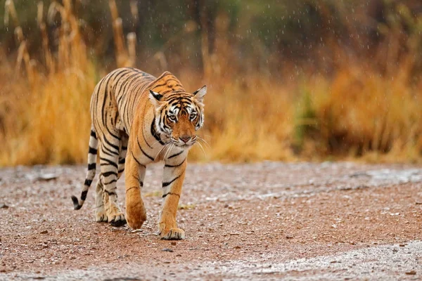 Tiger gångavstånd på grusväg — Stockfoto