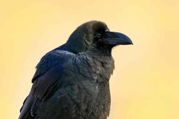 Corbeau noir dans l'herbe — Photo