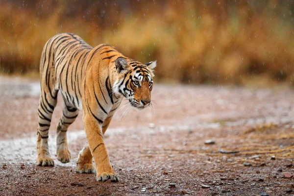 Tiger walking on gravel road