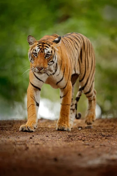 Tiger walking on gravel road — Stock Photo, Image