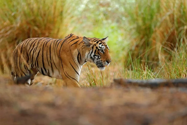 Tiger in grüner Vegetation — Stockfoto