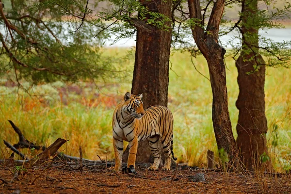 Tiger vandrer i tør skov - Stock-foto