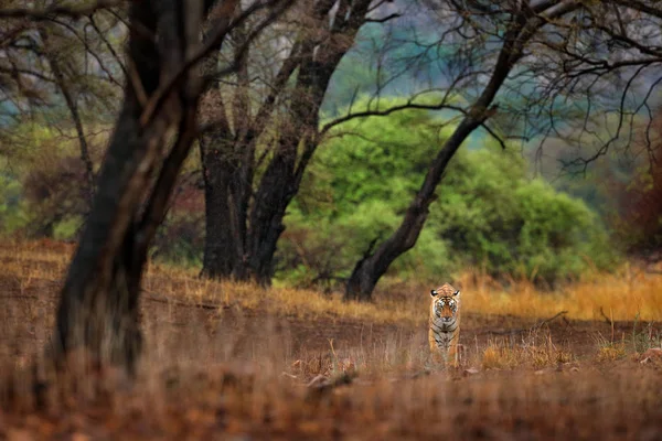 Тигр, спрятанный в старом лесу — стоковое фото