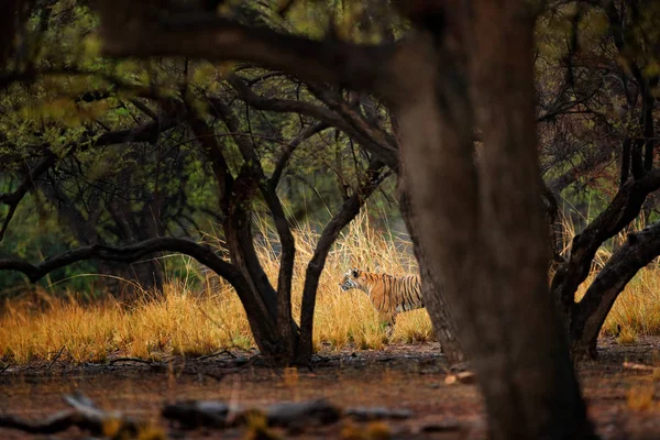 Eski ormanda gizli kaplan — Stok fotoğraf