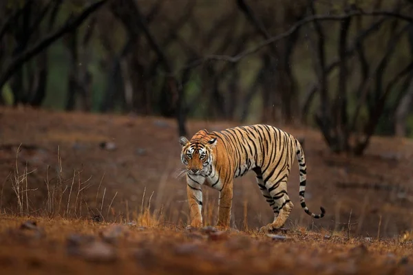 Tiger gångavstånd i torr skog — Stockfoto
