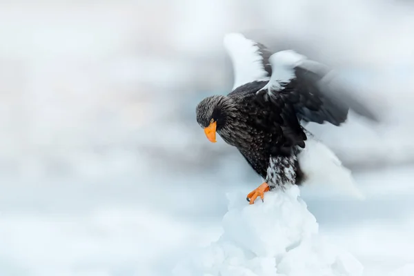 De Stellers zeearend op ijs — Stockfoto