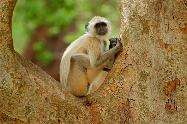 Scimmia nell'habitat naturale — Foto Stock