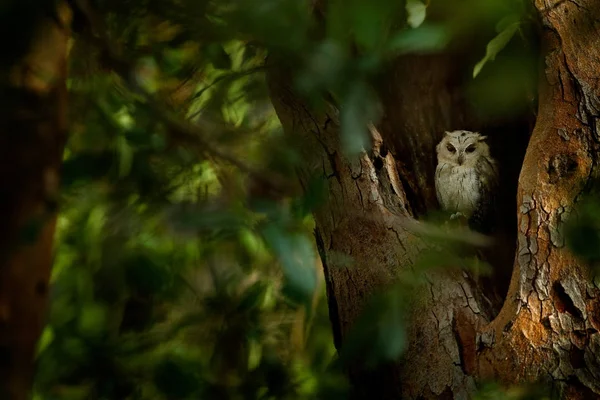 Indian scops owl — Stock Photo, Image