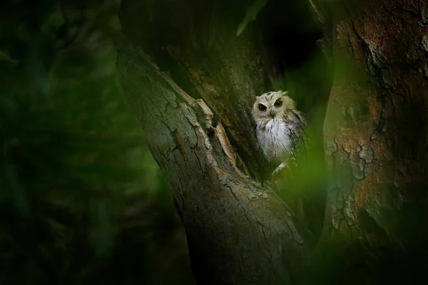 Indiase scops uil — Stockfoto