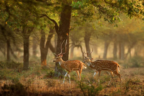 Deer hidden in grass — Stock Photo, Image