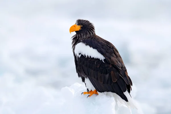 Steller'ın deniz kartal buz üstünde — Stok fotoğraf