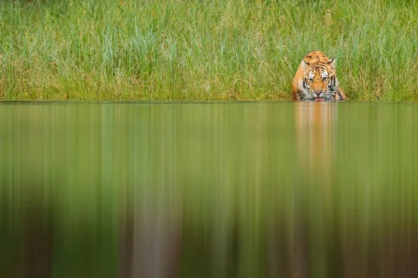 Amur tiger in lake water — Stock Photo, Image