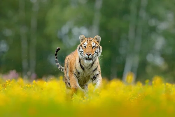 Otların arasında oturan Amur kaplanı — Stok fotoğraf