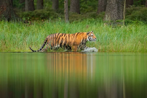 Амурський тигр в озері води — стокове фото