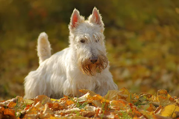 White wheaten Scottish terrier — Stock Photo, Image