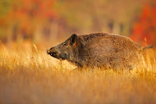 Wildschweine, Skrofa, die auf der Wiese laufen, roter Herbstwald im Hintergrund. Wildszene aus der Natur. Großes Wildschwein auf der Wiese, Tierlauf, Tschechische Republik. Herbst im Wald. — Stockfoto