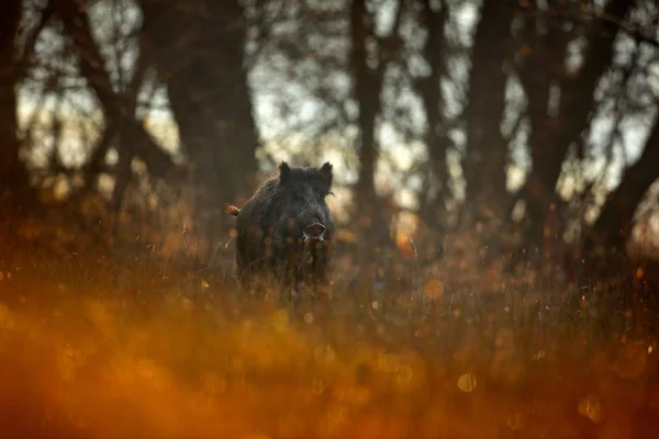 Otoño en el bosque. Gran jabalí, Sus scrofa, prado de hierba corriendo, bosque rojo de otoño en el fondo. Escena de vida salvaje de la naturaleza. Un animal corriendo en el prado de hierba. Cerdo salvaje, bosque del amanecer, Polonia . — Foto de Stock