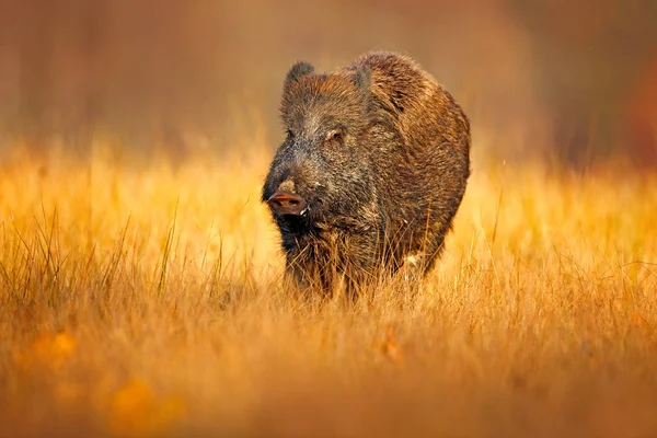 Autumn in the forest. Big Wild boar, Sus scrofa, running in the grass meadow, red autumn forest in background. Wildlife scene from nature. Wild pig in grass meadow, animal running, Czech Republic