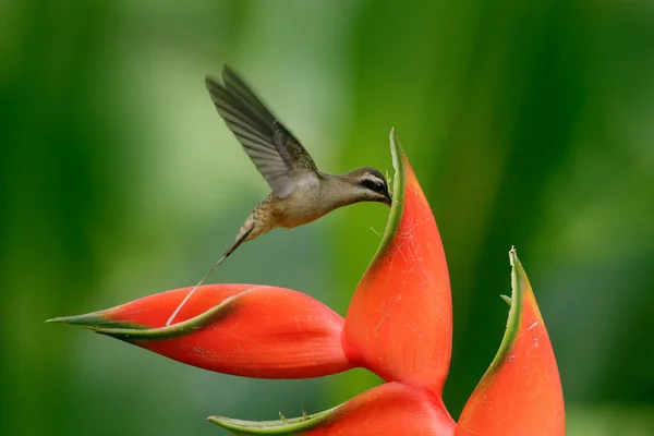 Rare hummingbird from Belize — Stock Photo, Image