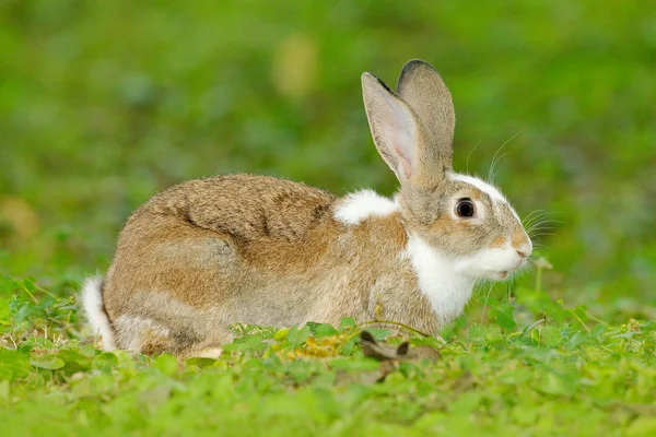 Милий кролик з квіткою — стокове фото