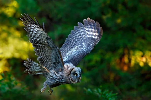 Flying Great Grey Owl — Stock Photo, Image