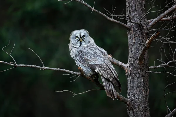 Gufo nella foresta oscura — Foto Stock