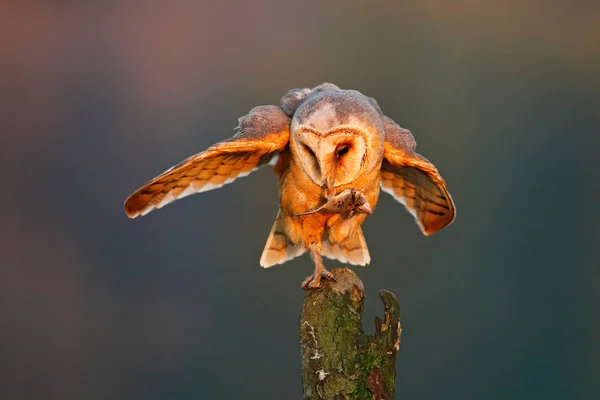 Barbagianni con mouse di cattura — Foto Stock