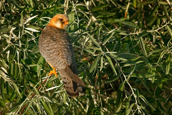 Rotfußfalke sitzt auf Ast — Stockfoto