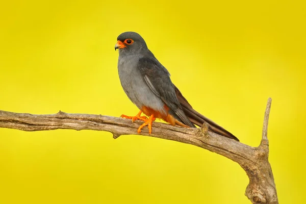 Falcon de patas rojas sentado en la rama — Foto de Stock