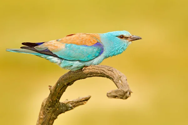 European Roller sitting on branch — Stock Photo, Image