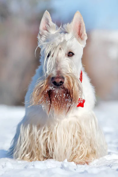 White wheaten Scottish terrier