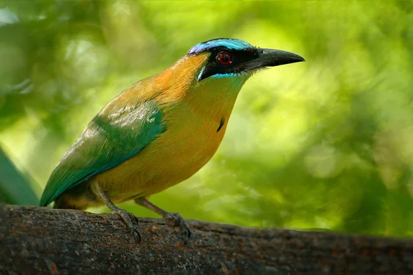 Modrá korunován Motmot v tropickém lese. — Stock fotografie